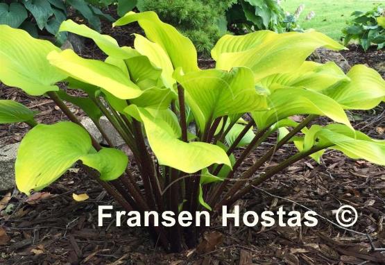 Hosta Hotshot